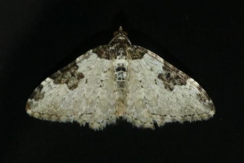 Xanthorhoe fluctuata